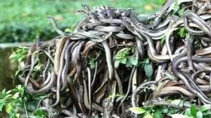 Snake आयलंडपासून Death व्हॅलीपर्यंत, पृथ्वीवरील 7 सर्वात धोकादायक ठिकाणे; जिथे जाणे ठरू शकते जीवघेणे