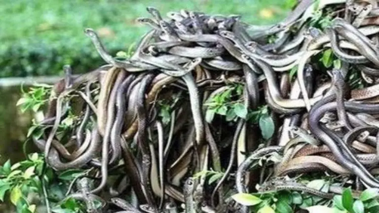 from-snake-island-to-death-valley-7-most-dangerous-places-on-earth-where-going-can-be-fatal