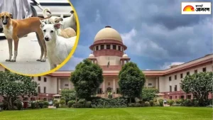 शाळा-महाविद्यालये, रुग्णालये आणि रेल्वे स्टेशन परिसरातील भटकी कुत्री 8 आठवड्यात हाकला, सर्वोच्च न्यायालयाचे आदेश