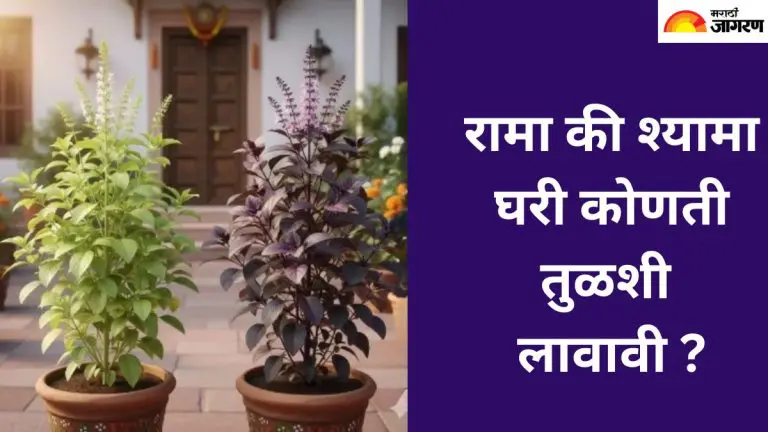 tulsi-niyam-special-significance-of-rama-and-shyama-tulsi