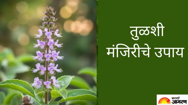 manjari-upay-try-these-tulsi-manjiri-remedies-to-overcome-lack-of-money