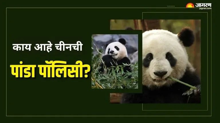 no-matter-where-a-panda-is-born-in-the-world-it-belongs-to-china