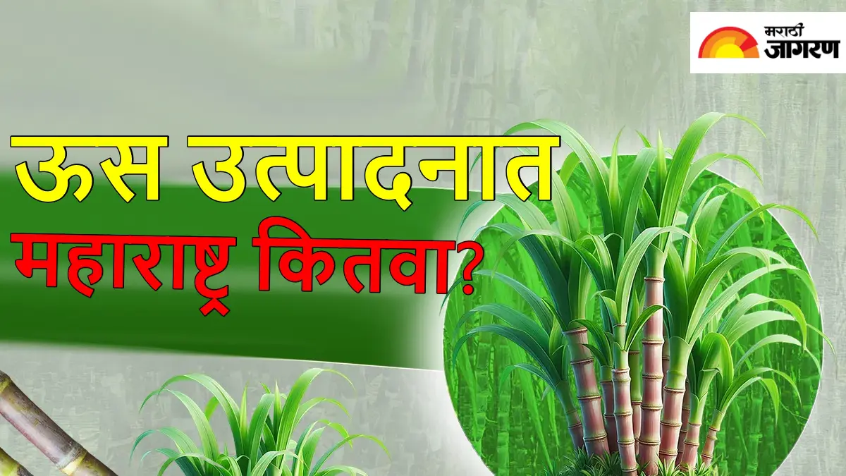 भारतातील सर्वाधिक जास्त ऊस उत्पादन करणारी 10 राज्ये? पहिल्या क्रमांकावर कोण, महाराष्ट्र कुठे? वाचा सविस्तर