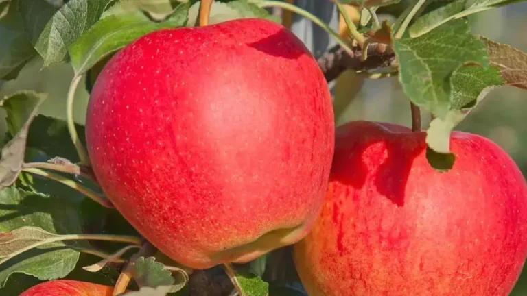 two-apples-and-handwash-stolen-from-judge-chamber-in-pakistan-police-file-fir-and-begin-investigation-in-pakistan