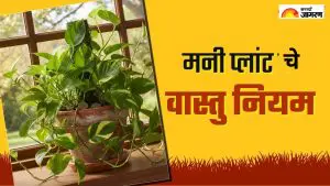 Vastu Tips: मनी प्लांट लावताना करू नका या चुका नाहीतर होईल नुकसान; जाणून घ्या कोणत्या चुका टाळाव्यात