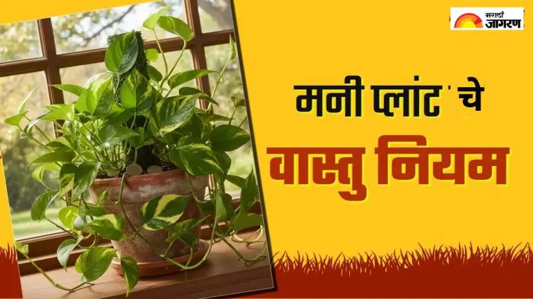 vastu-tips-avoid-these-mistakes-while-planting-a-money-plant