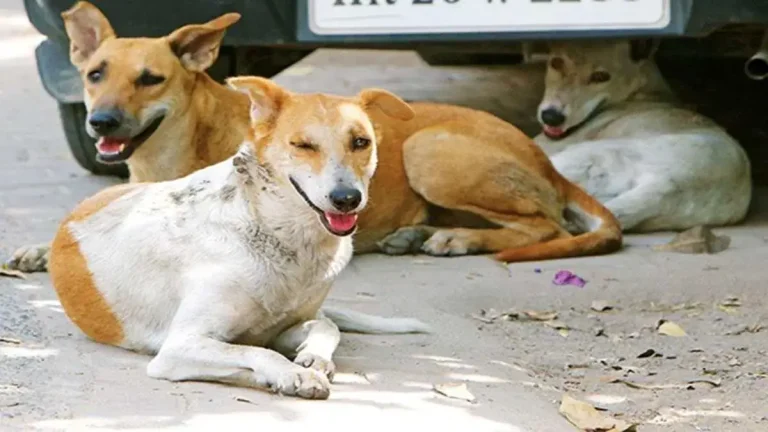 west-bengal-news-newborn-abandoned-on-street-stray-dogs-protect-baby-whole-night