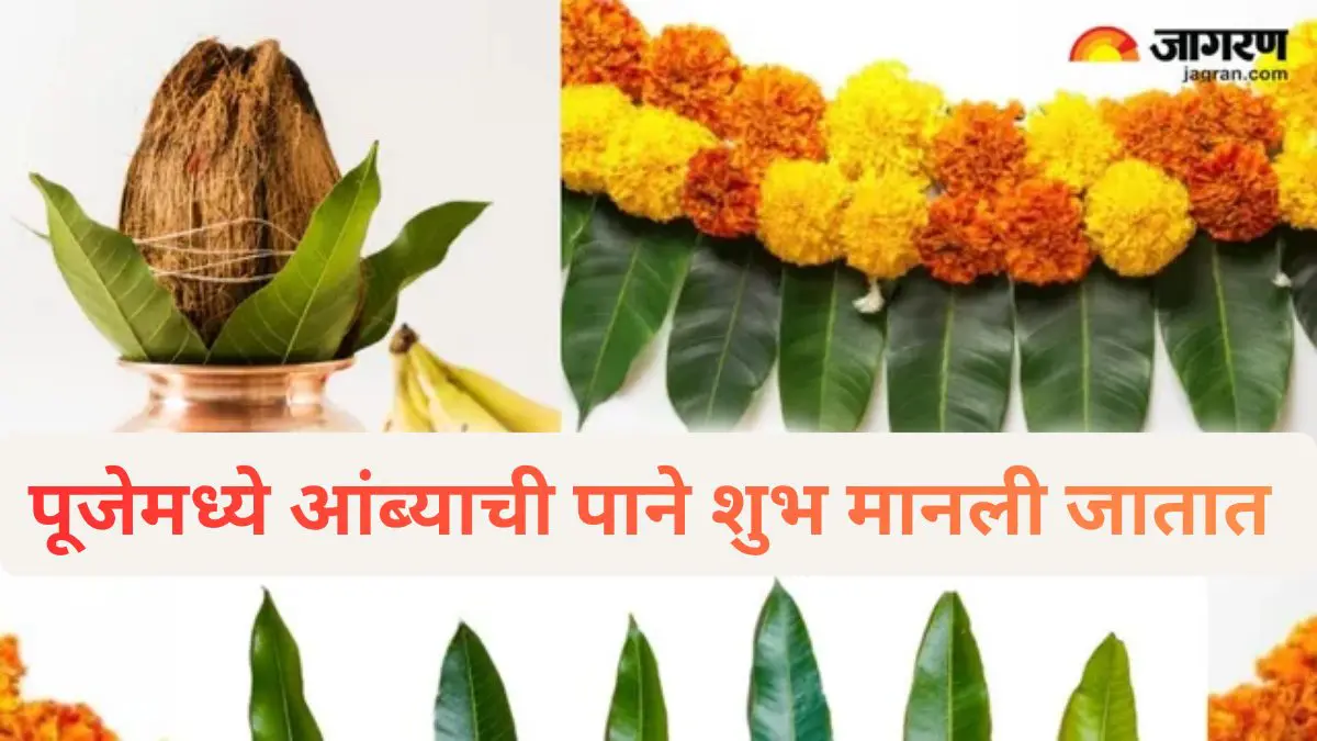 आंब्याच्या पानांशिवाय प्रत्येक शुभ कार्य अपूर्ण का? जाणून घ्या आंब्याच्या पानांचे धार्मिक महत्व  