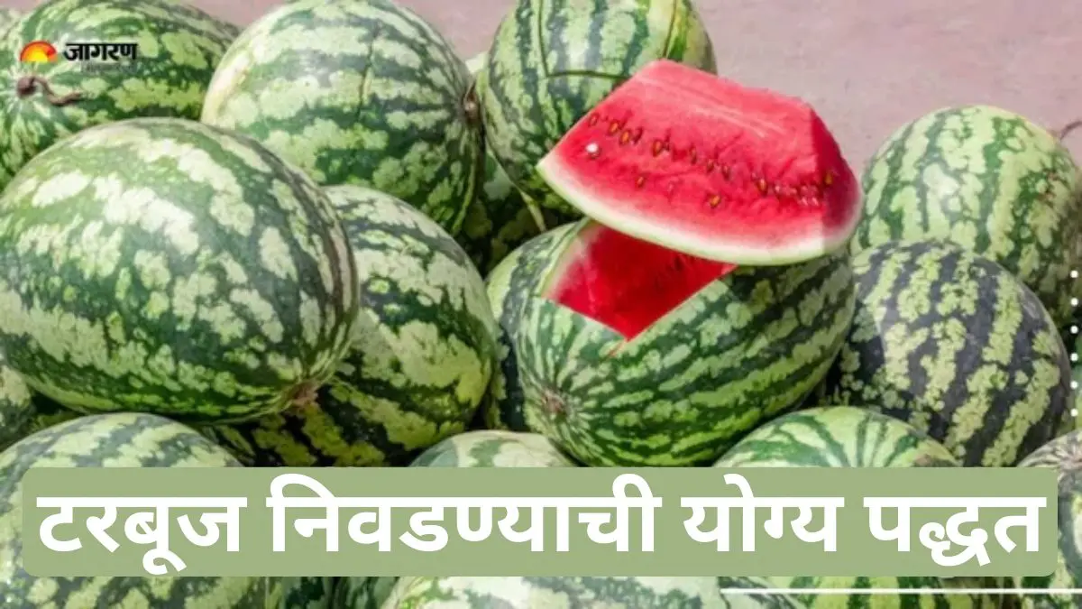 टरबूज खरेदी करताना नक्की तपासा या 5 गोष्टी, जाणून घ्या न कापता गोड आणि रसाळ टरबूज कसे निवडावे?