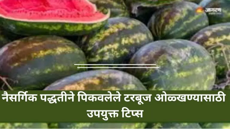 some-simple-ways-to-identify-watermelons-grown-using-chemical-methods