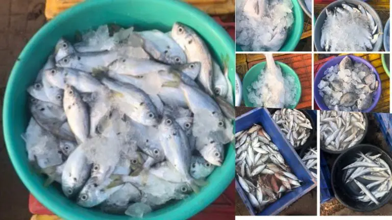 Konkan News: आखाती युद्धाची झळ कोकणी ताटाला; डिझेल टंचाईमुळे सुकी मासळी ...
