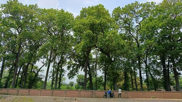 जागरण विशेष: जागतिक तापमानवाढी विरोधात झारखंडचे 'स्वदेशी शस्त्र', जाहेर थान, बनले आहे एक शक्तिशाली कार्बन बँक