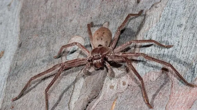 World's Fastest Spider:  हा छोटासा Spider वेगात माणसालाही मागे टाकतो! 258 प्रजातींच्या संशोधनातून समोर आले धक्कादायक सत्य