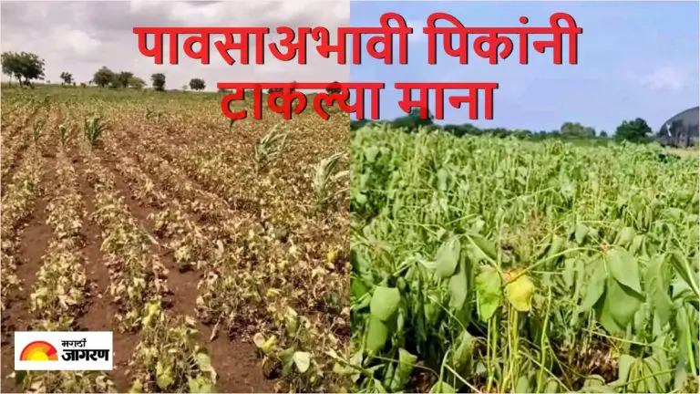 crops-in-marathwada-are-withering-farmers-waiting-for-rain-read-imd-report-when-is-rain-will-arrive-in-marathi