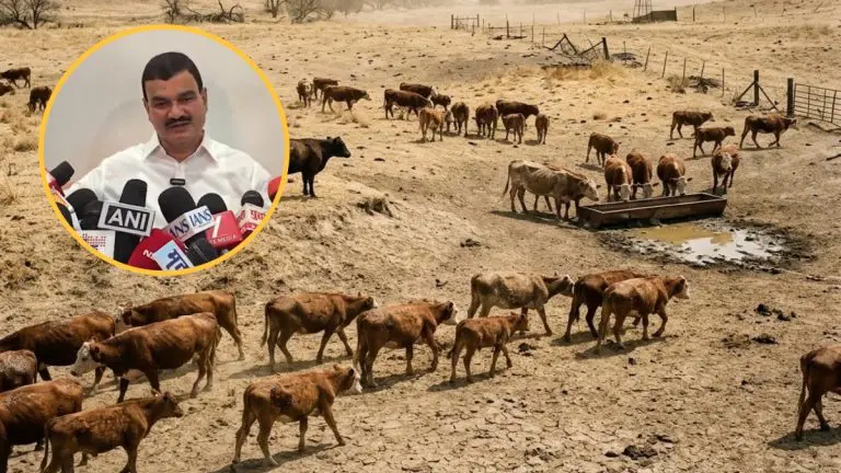 no-fodder-or-water-how-to-keep-50-cows-alive-beed-farmer-calls-agriculture-minister-dattatray-bharne