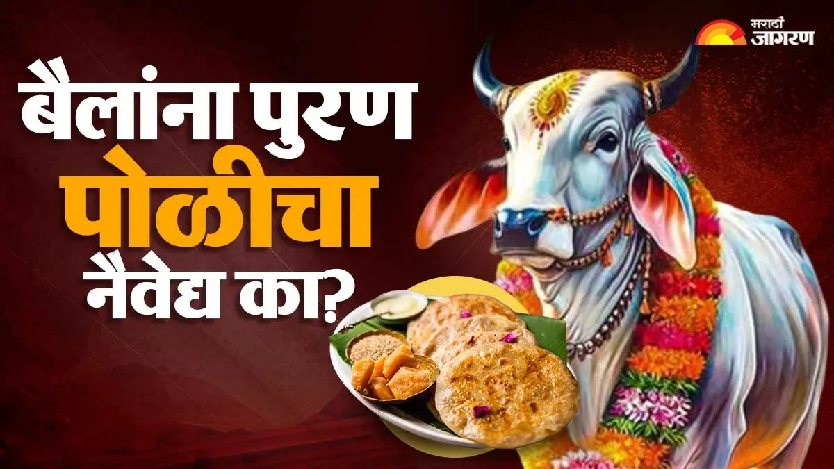 Bail Pola 2026: सर्जा-राजासाठी पुरणपोळीचा नैवेद्य का? जाणून घ्या बैल पोळ्याच्या खास परंपरेमागचं कारण