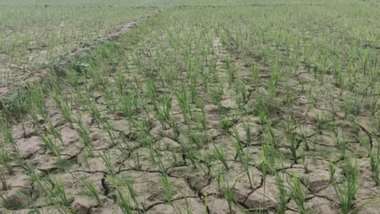 administration-functionary-inspects-fields-to-assess-drought-like-conditions-chief-minister-issues-directives