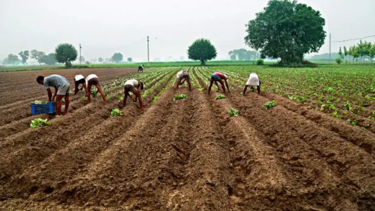 maharashtra-drought-like-conditions-83-talukas-in-19-districts-receive-no-rain-for-over-21-days