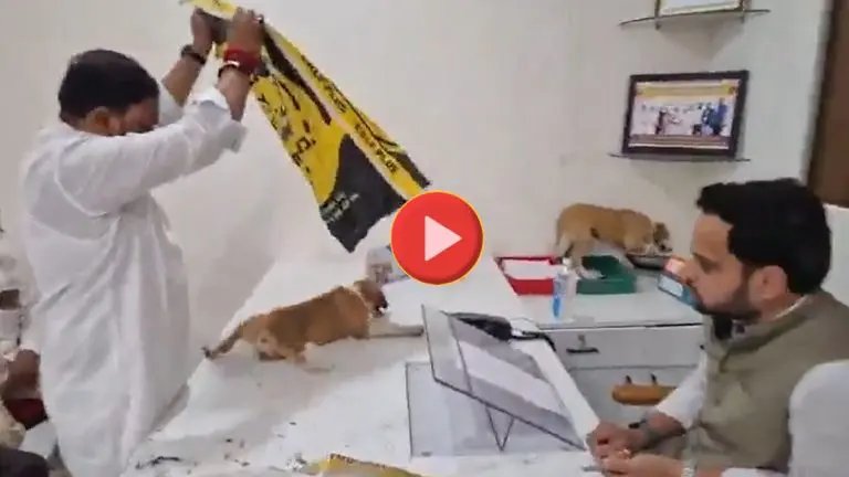 nashik-news-protesters-released-stray-dogs-on-the-table-of-civic-official-in-niphad-nagar-panchayat-video-viral
