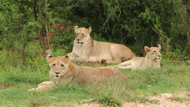 visit-these-wildlife-sanctuaries-in-india-to-enjoy-a-jungle-safari