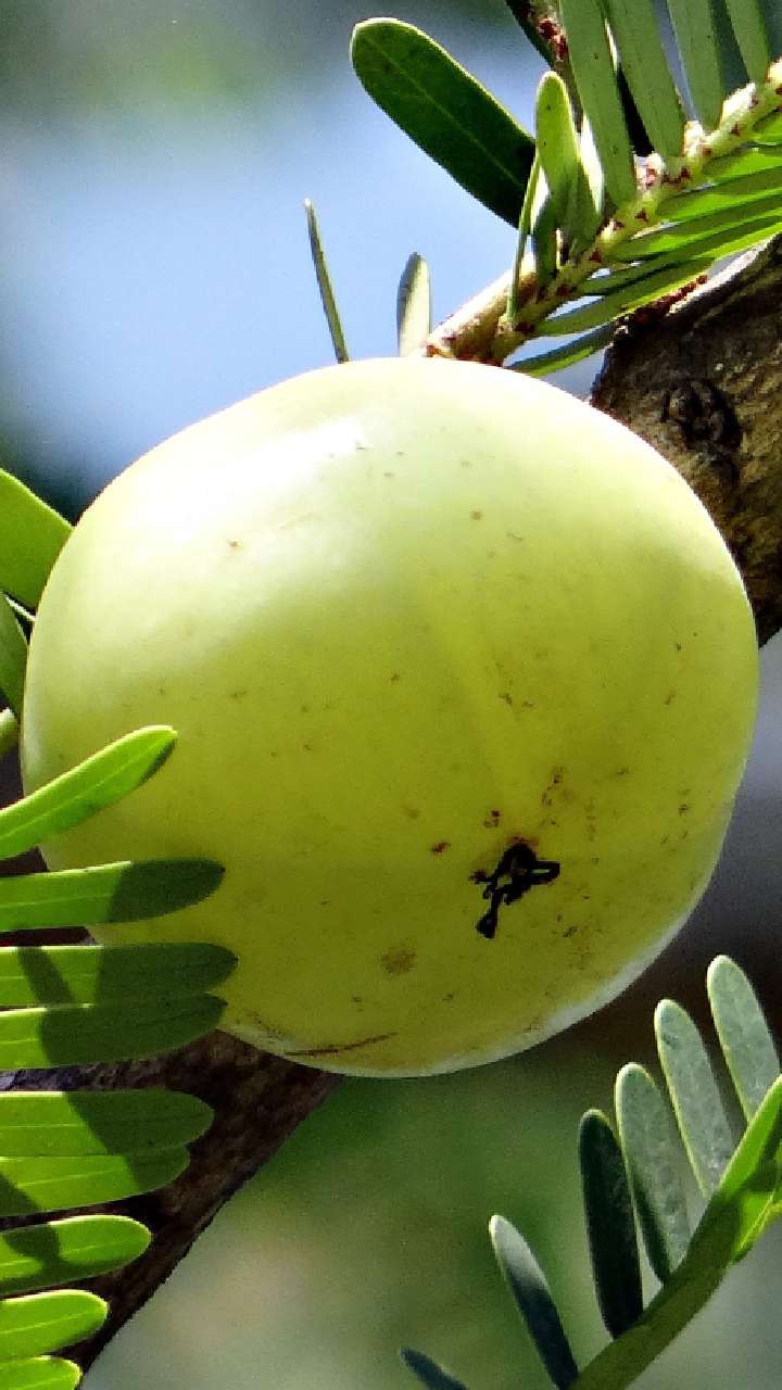 दररोज एक आवळा खाल्ल्याने आरोग्याला मिळतील हे फायदे