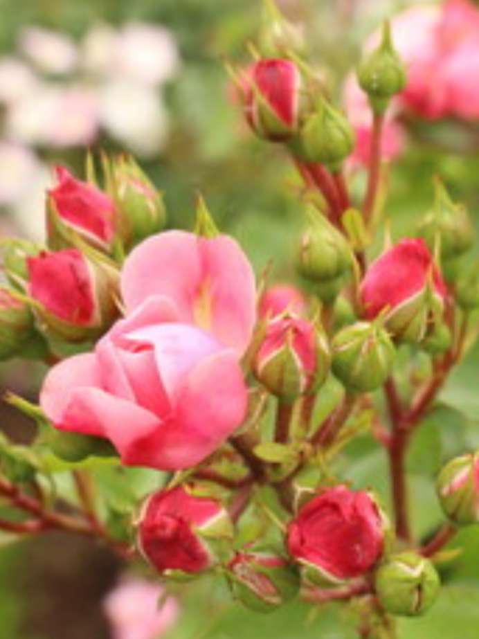 Rose Plant Care Tips: या 5 पद्धतीने घ्या गुलाब रोपाची काळजी