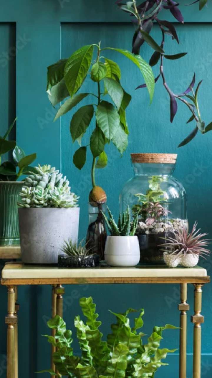 Plant Vastu Tips:वास्तुनुसार, चुकूनही घरात लावू नका ही झाडे, सुख शांती होईल नष्ट