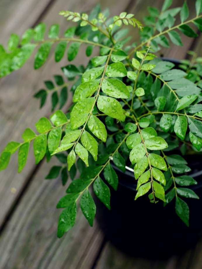 Curry Leaves Benefits: दररोज सकाळी 7-8 कढीपत्ता चावून खाल्ल्याने तुम्हाला मिळतील हे फायदे