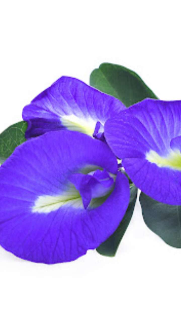 Aparajita Plant Tips: चांगल्या परिणामासाठी घराच्या कोणत्या दिशेने अपराजिता वनस्पती लावावी